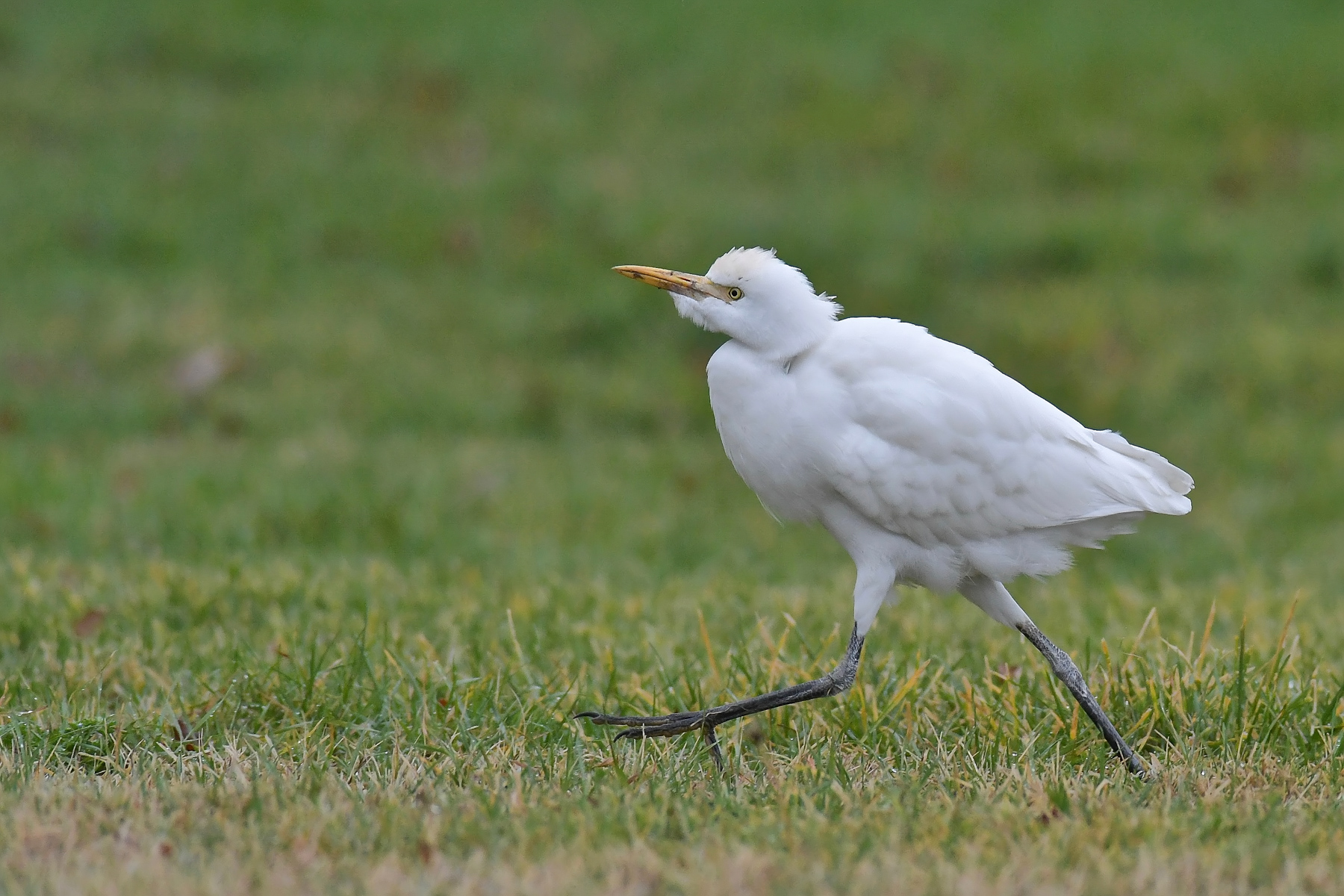Scusatemi ma vado di fretta...