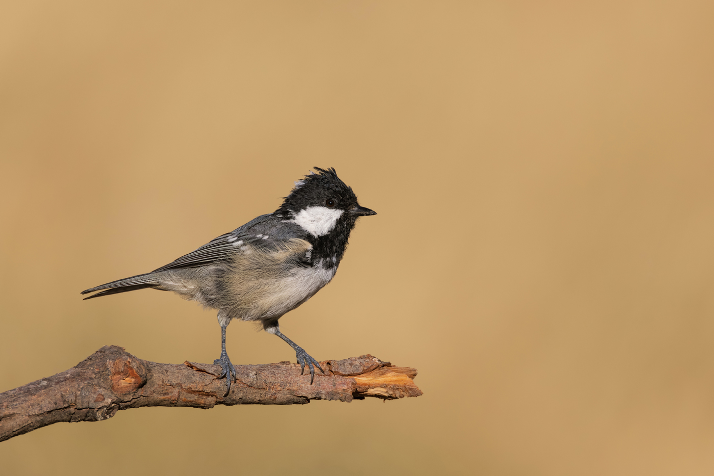 Cincia mora Periparus ater
