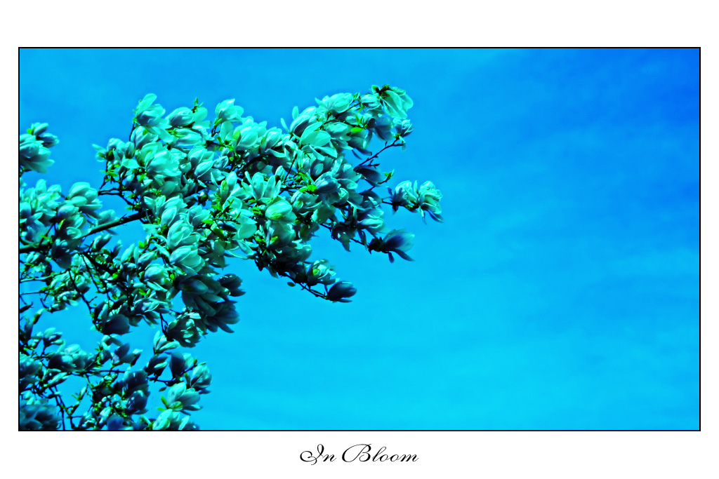 In Bloom