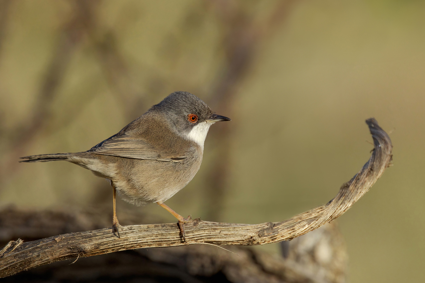 Occhiocotto (Sylvia melanocephala)