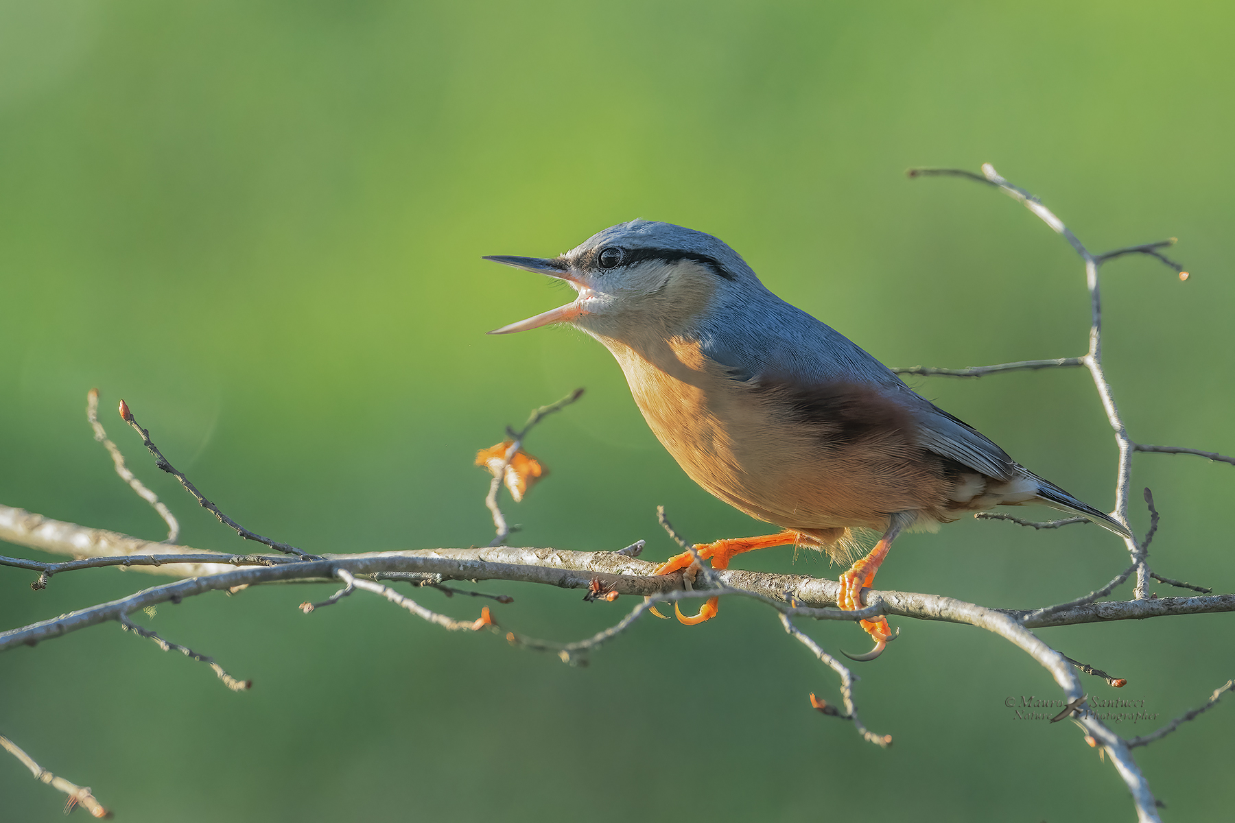 L'urlo-del-Picchio-muratore_DSC04140