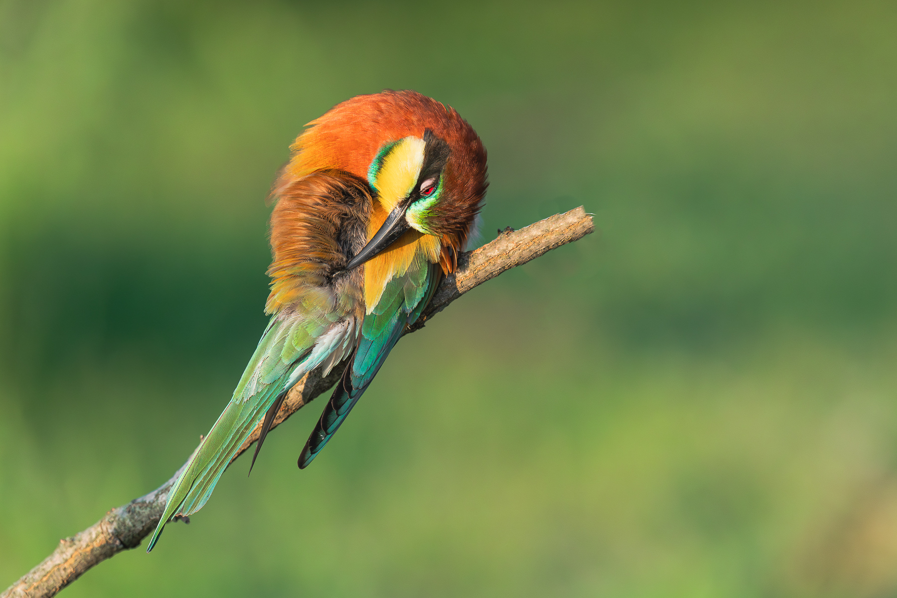 pulizie del gruccione