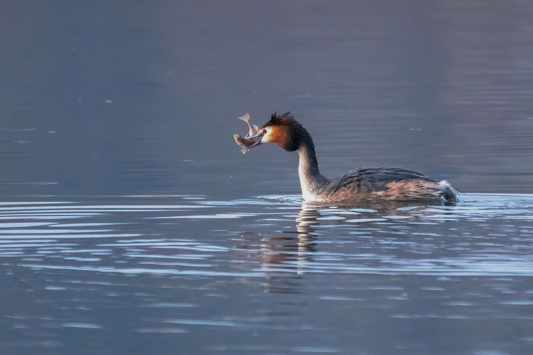 Oggi si mangia pesce