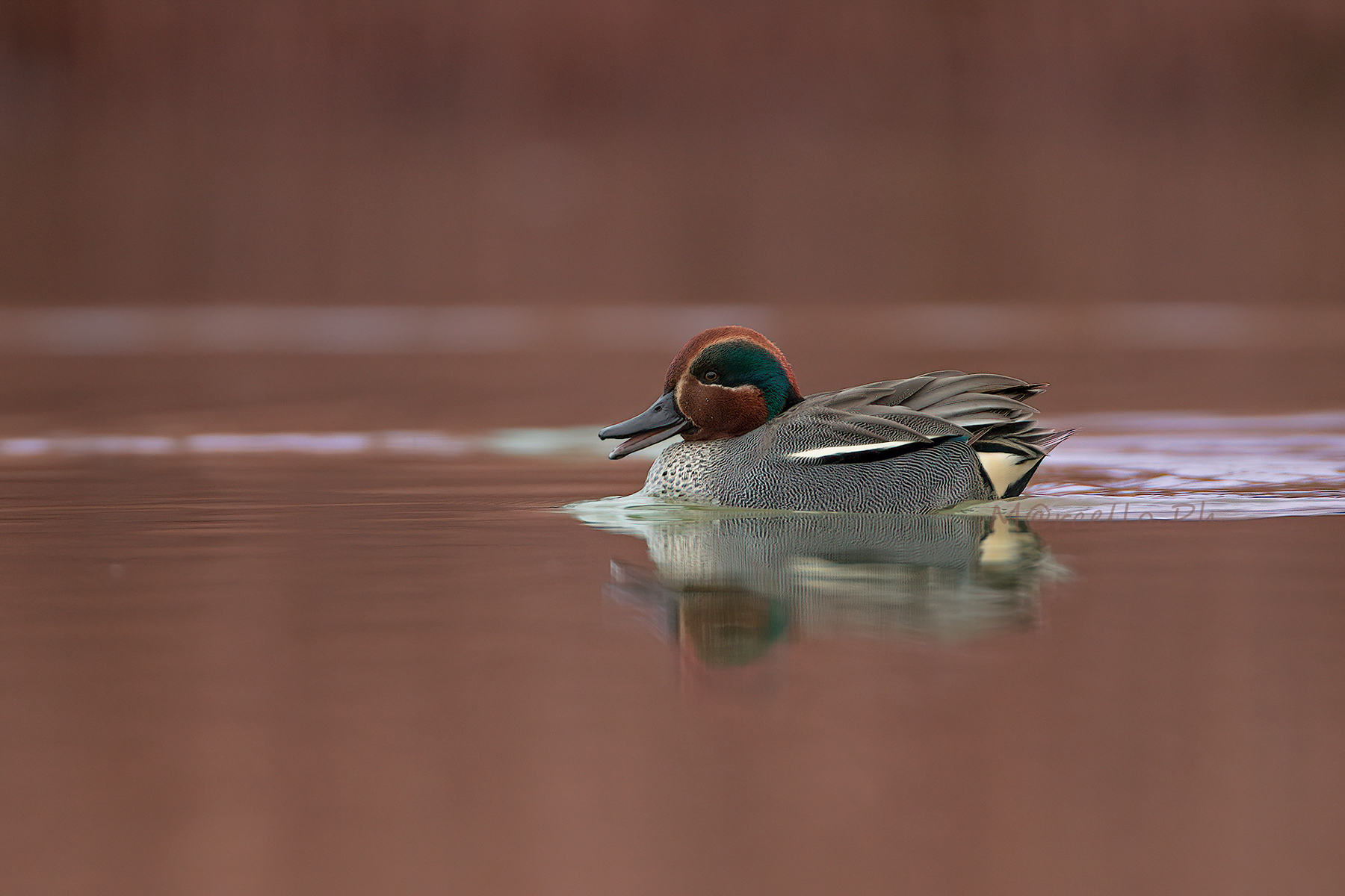 Semplicemente Alzavola.