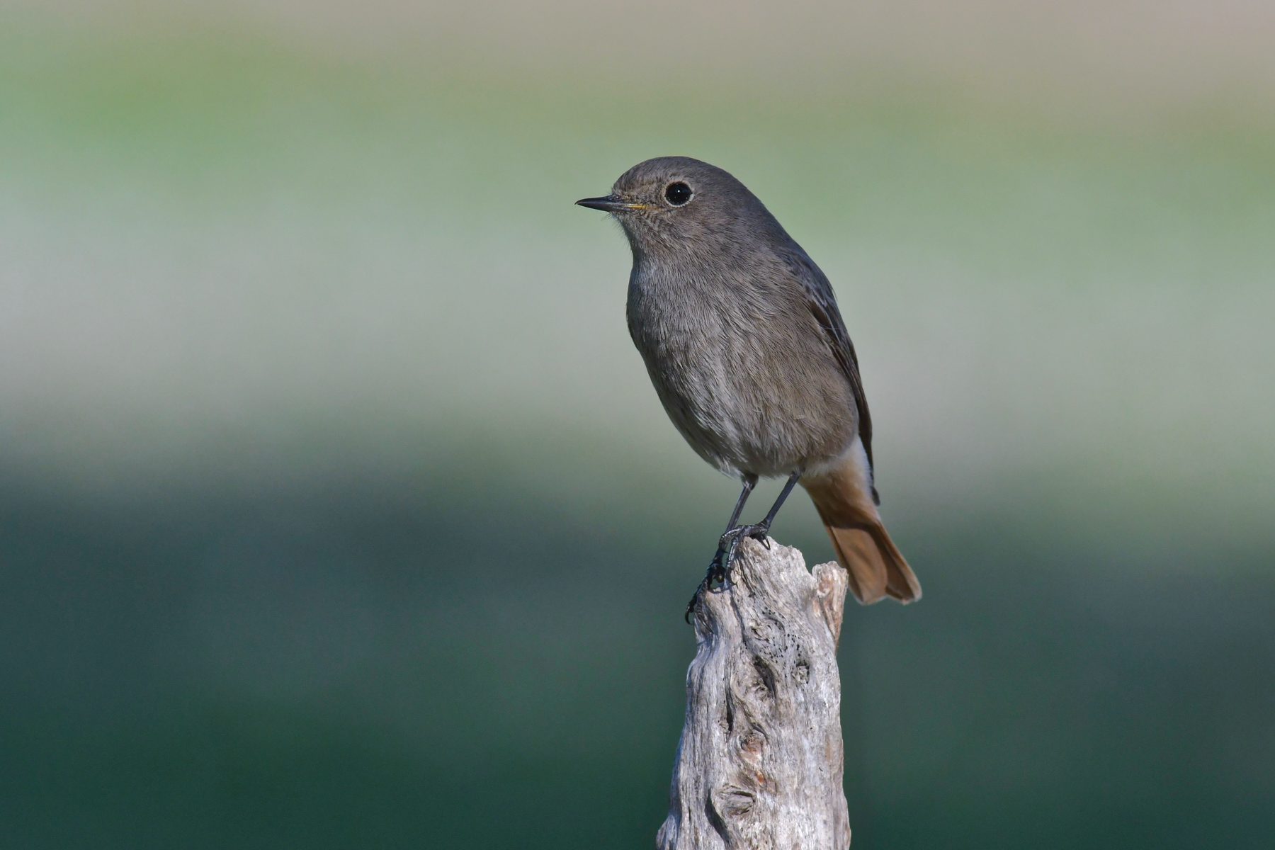 Femmina di codirosso spazzacamino
