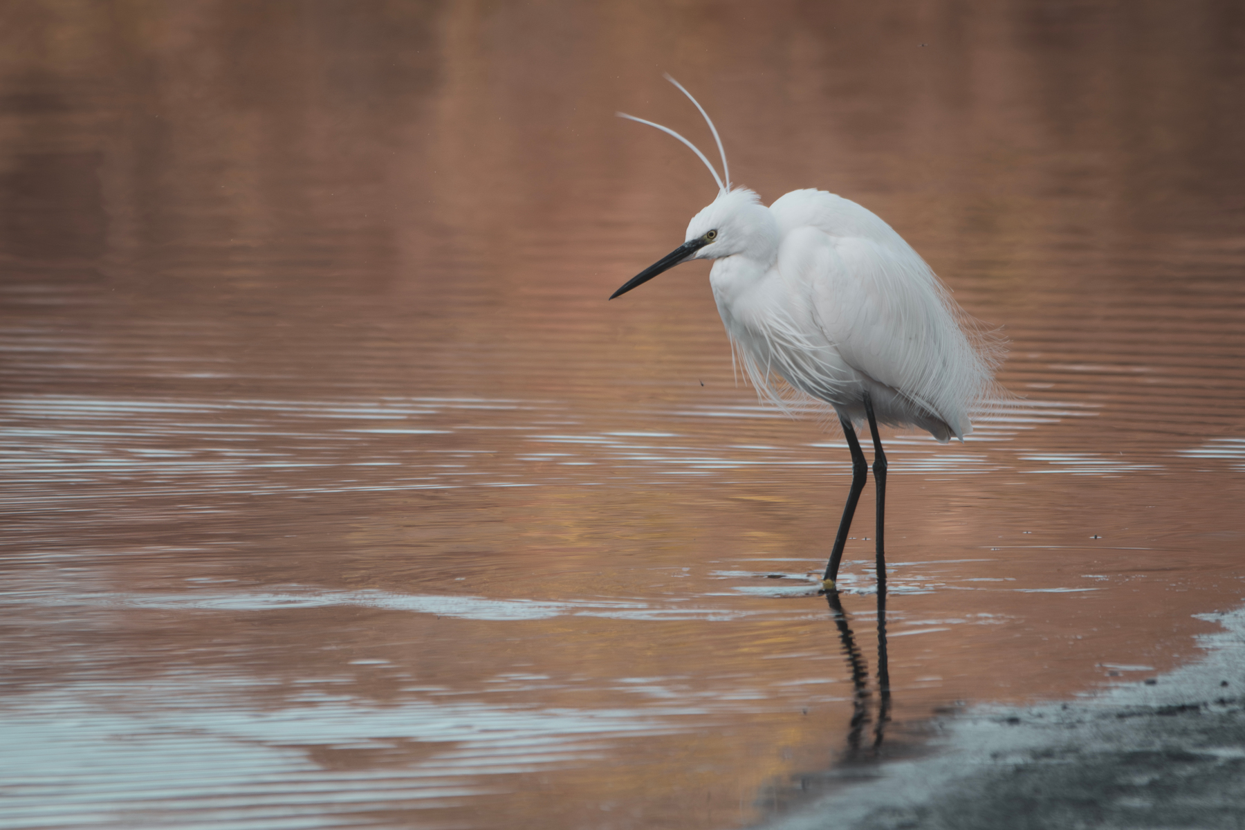 Naturalistica_Sabaudia_LT_Feb24_2