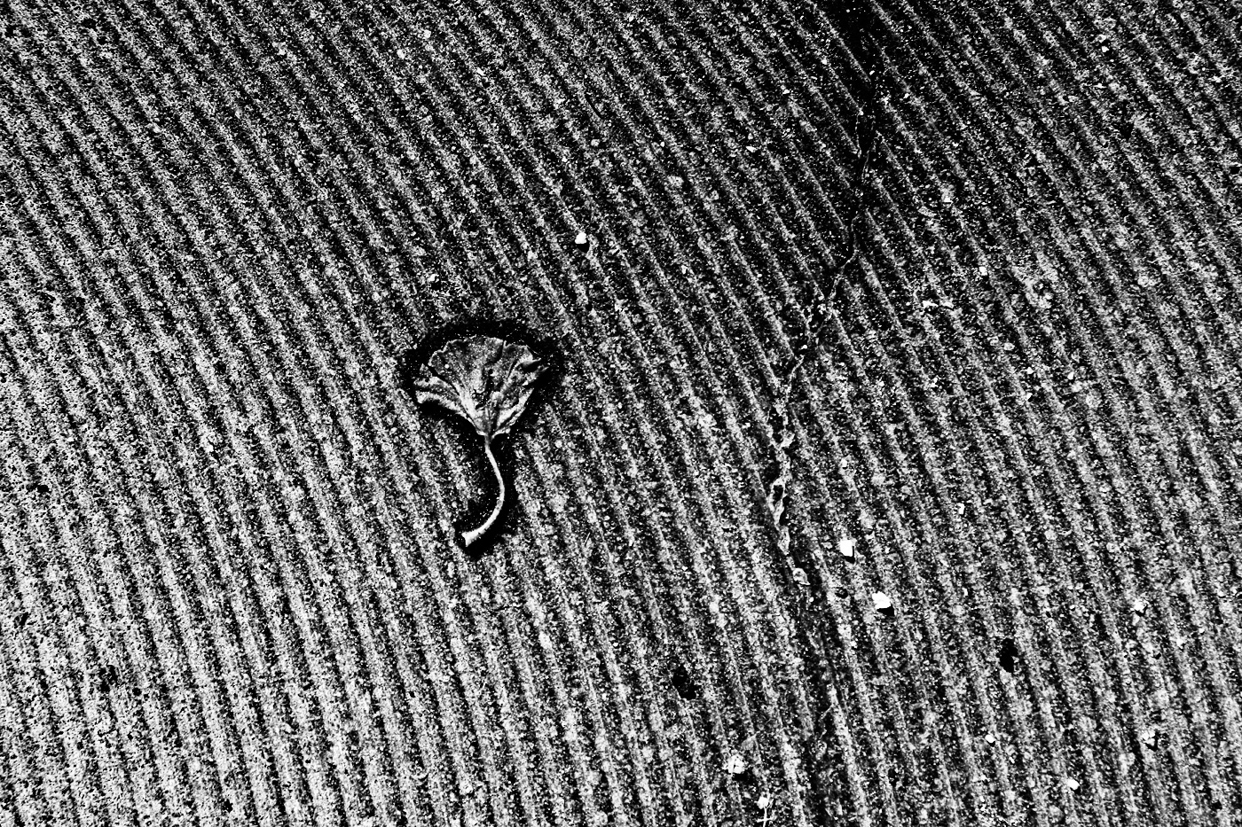 Paesaggio alternativo (Omaggio a Giacomelli)