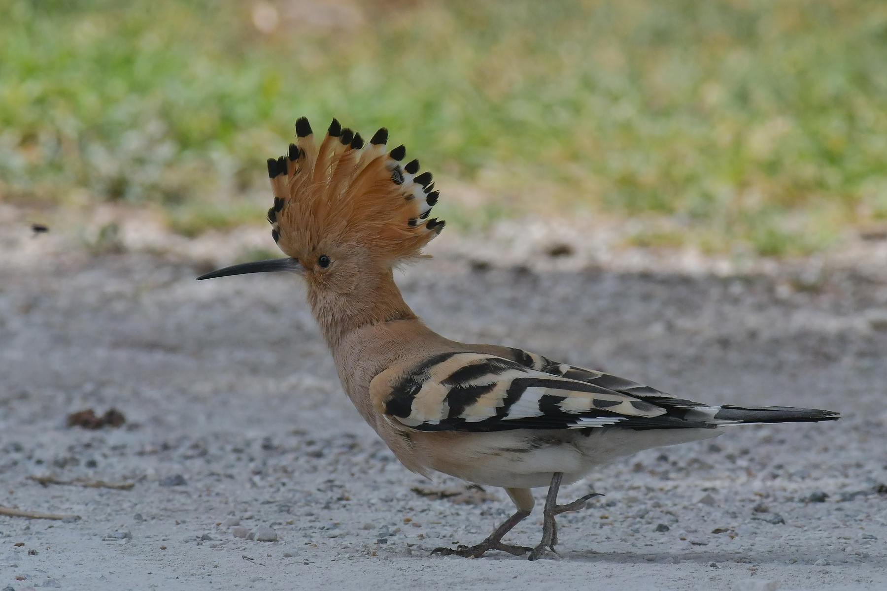 A spasso nel mio giardino