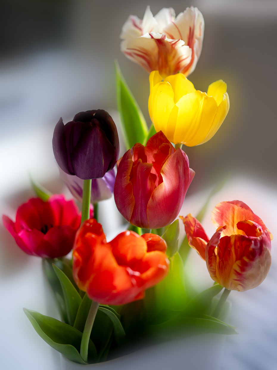 Tulipani e primavera!