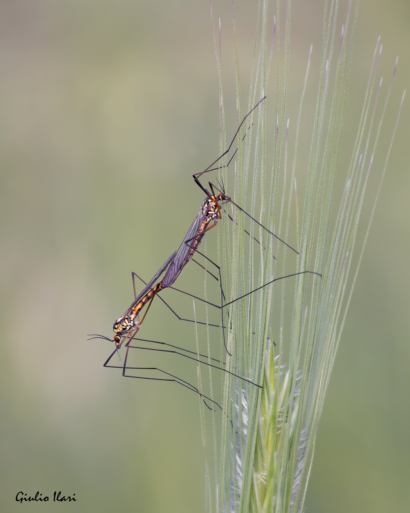 Richiami di primavera, Nephrotoma appendiculata