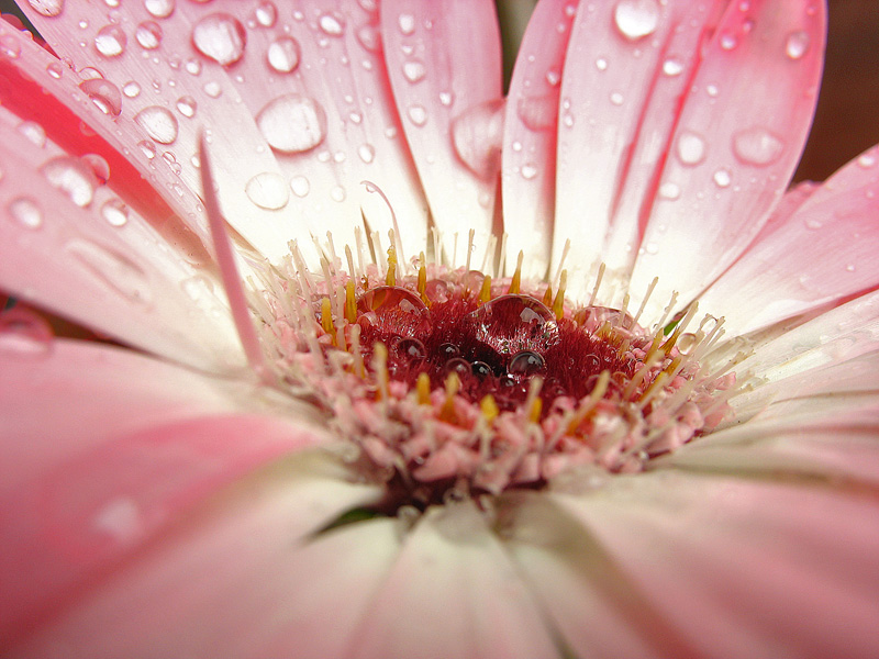 Un piccolo grande mondo