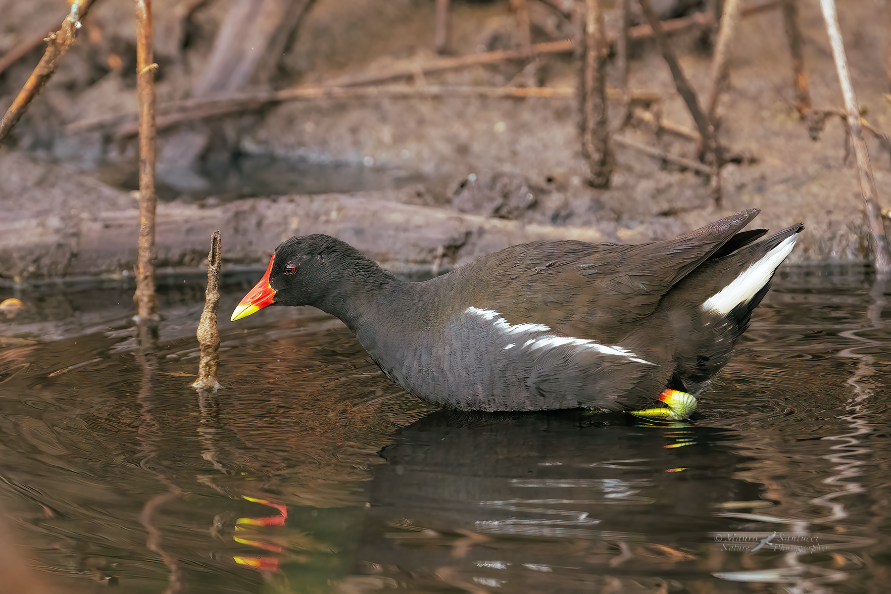 Gallinella-d'acqua_DSC04629