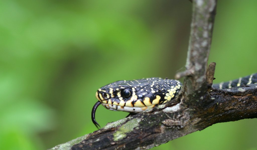 In avanscoperta sull'albero