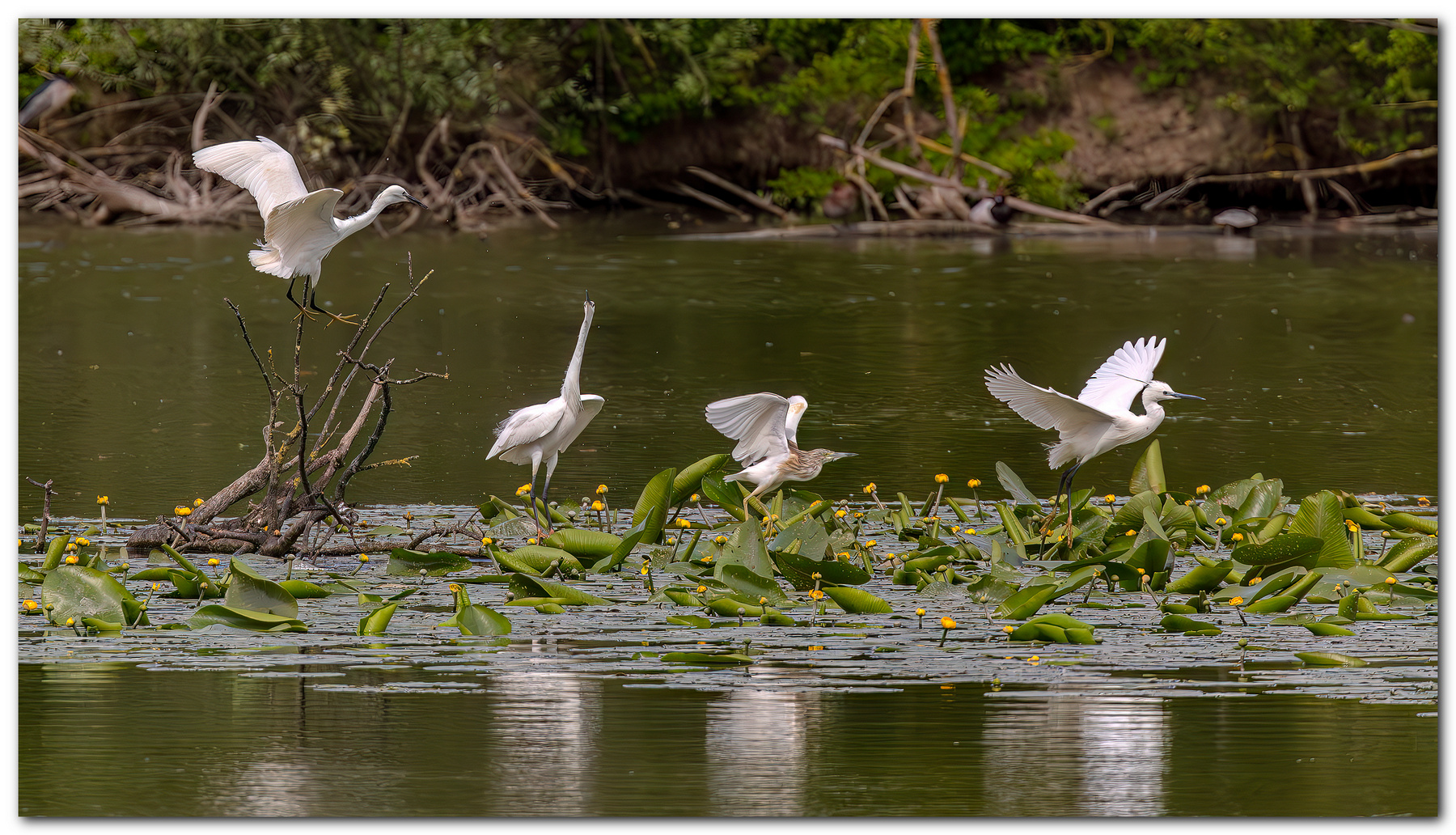 Garzette e nitticora