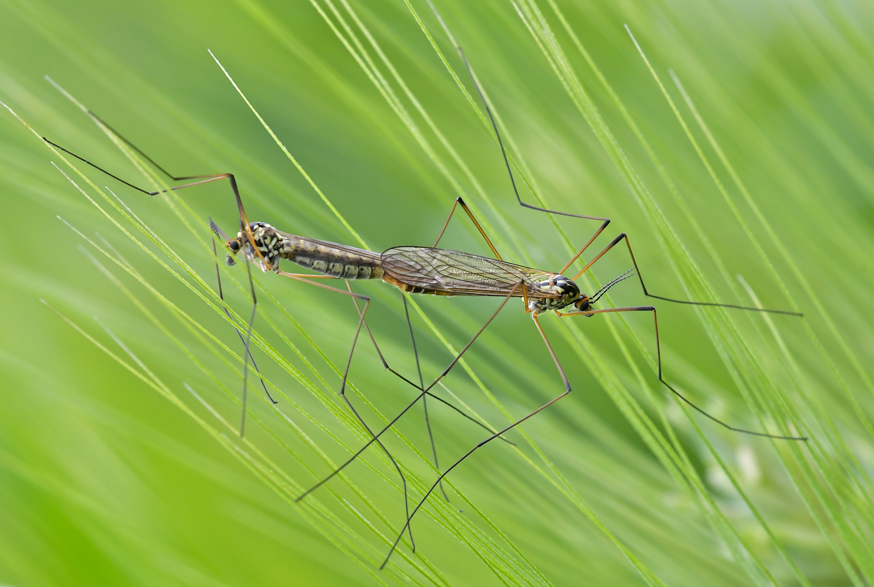Tipule in accoppiamento