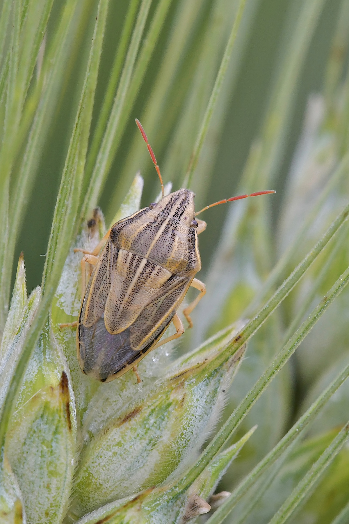 Pentatomide tra le spighe