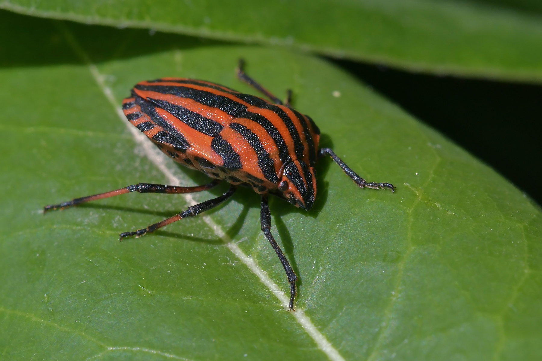 Graphosoma lineatus