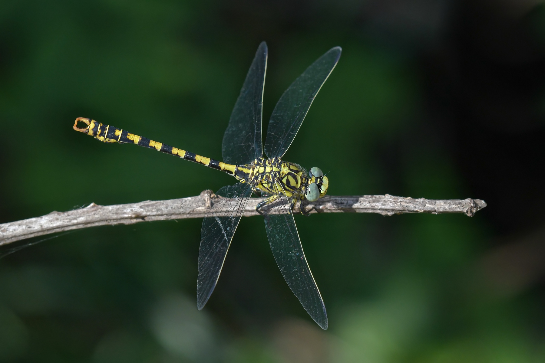 Onychogomphus forcipatus in pieno sole