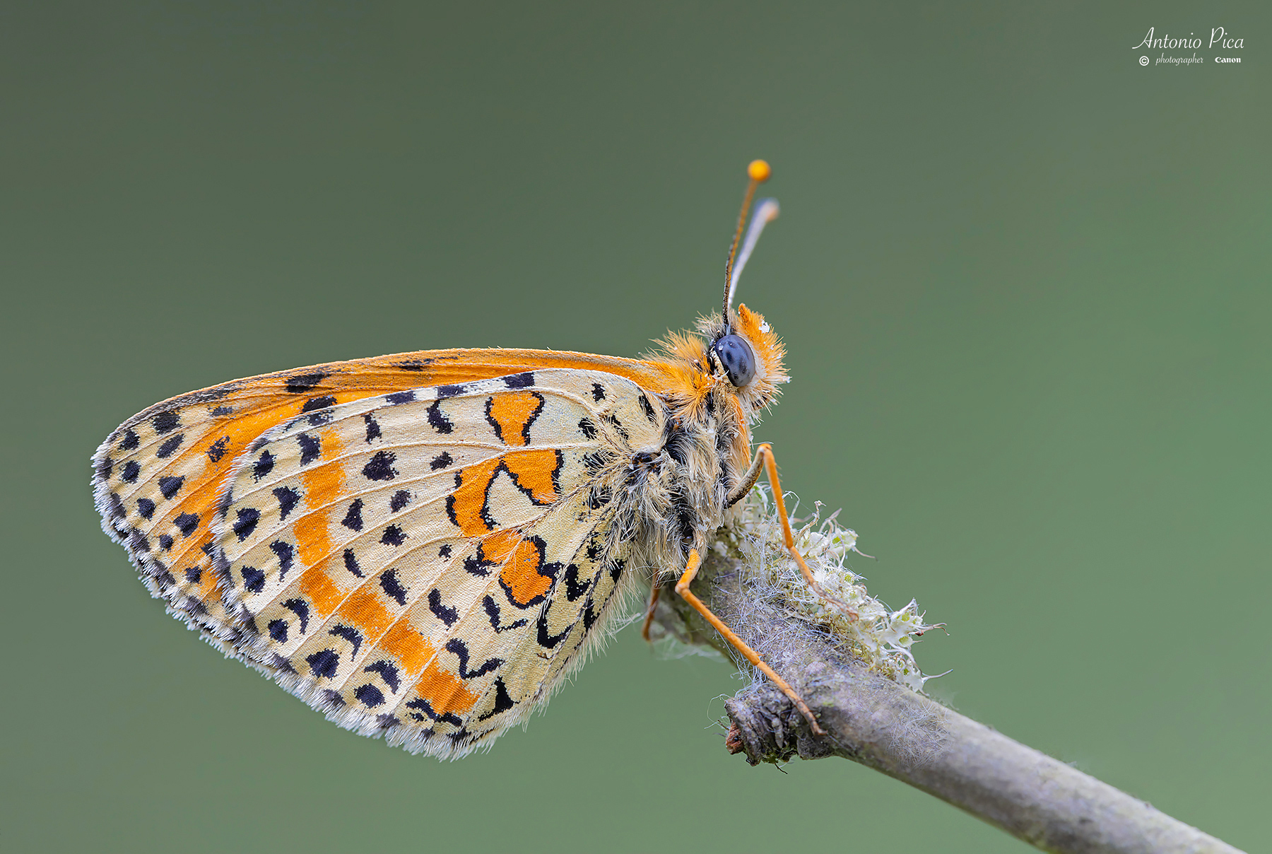 Ritratto Melitaea Didyma