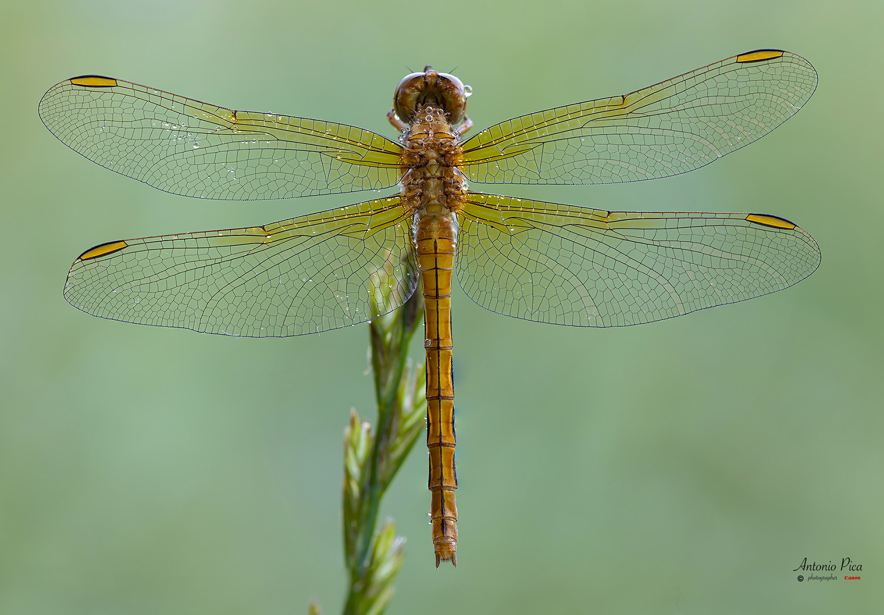 Libellula