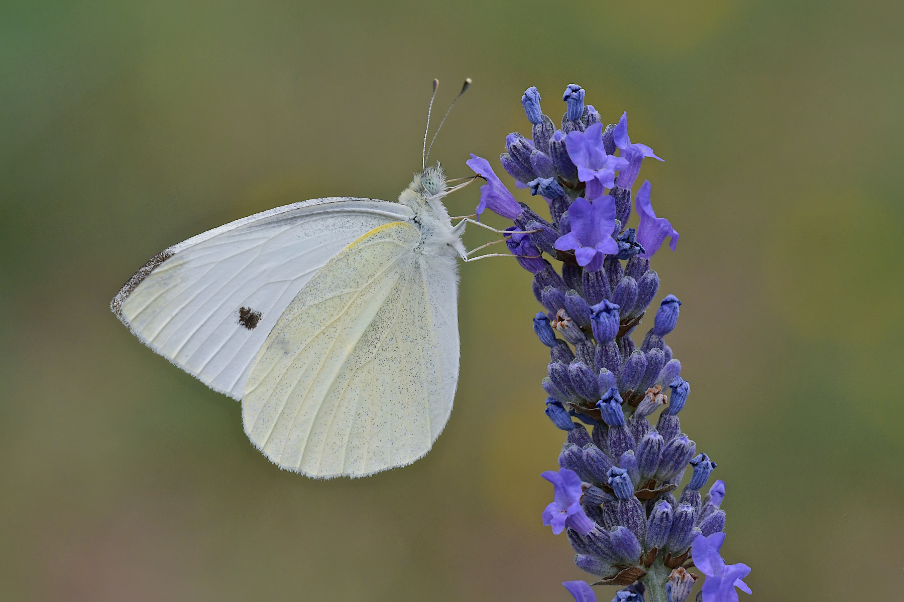 Pieride in alimentazione