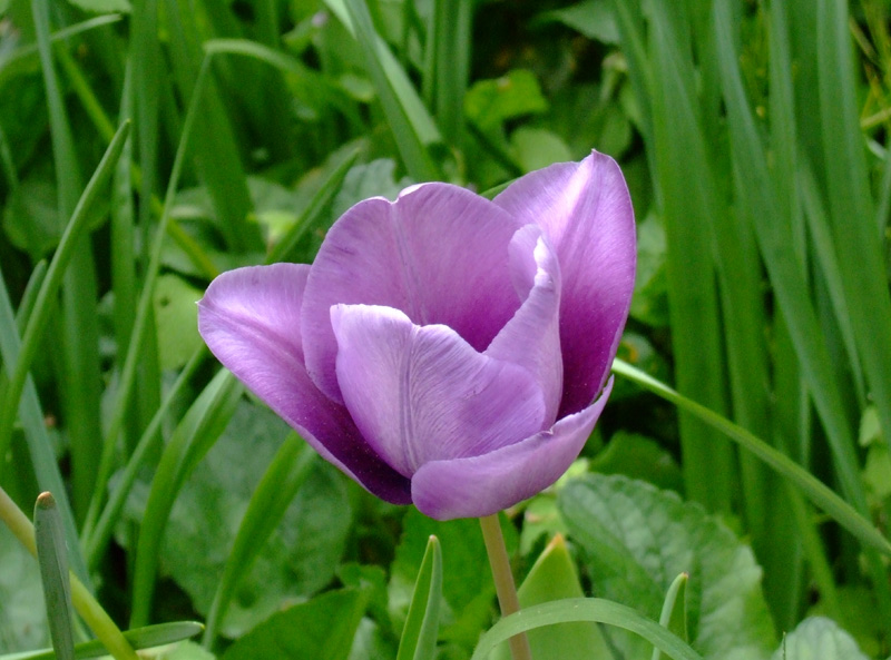tulipano viola 2