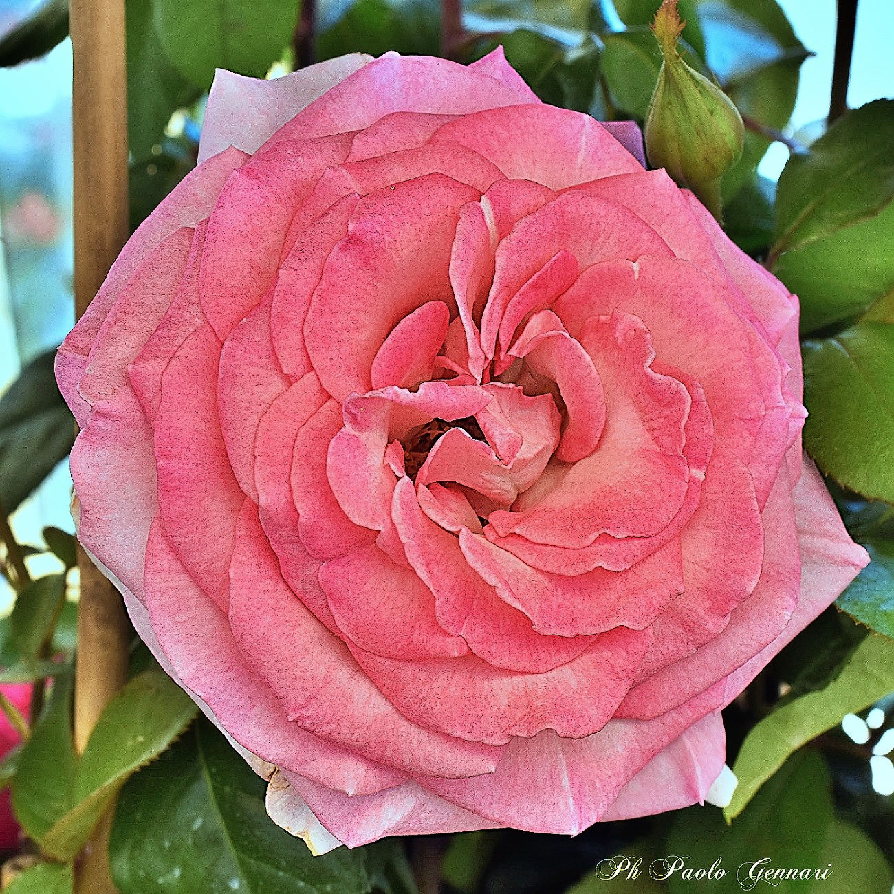 rosa
