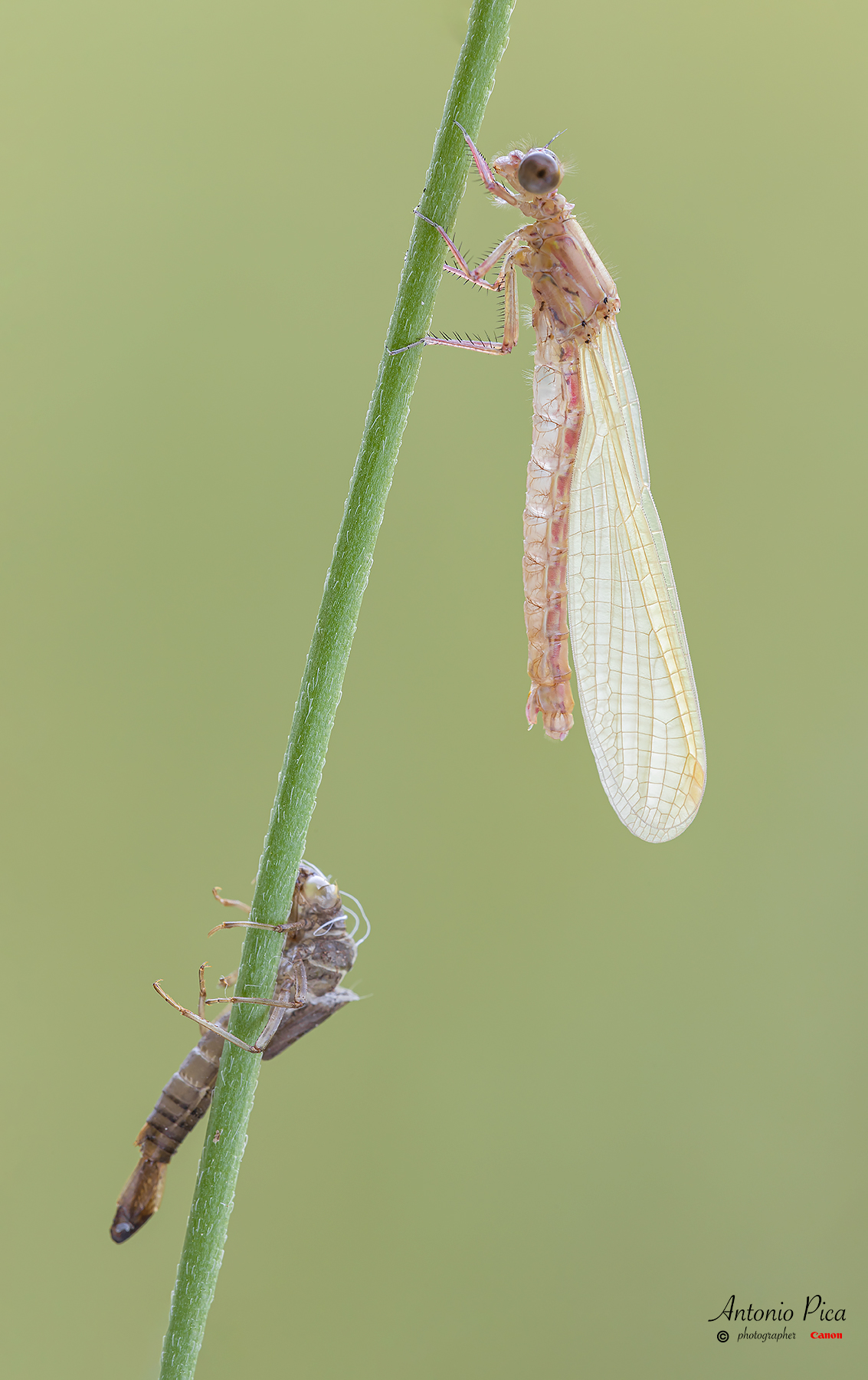 Coenagrion tenellum