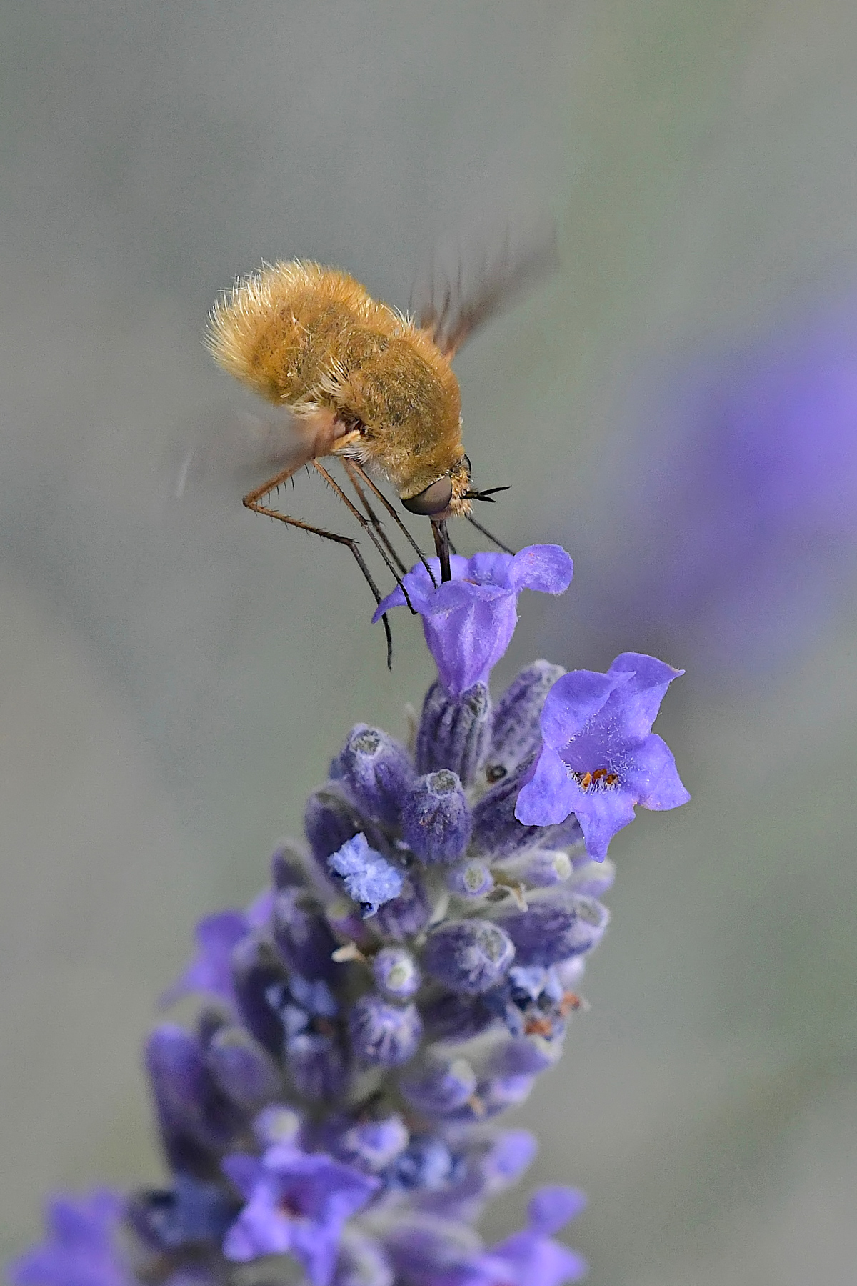 Piatto ricco mi ci ficco...