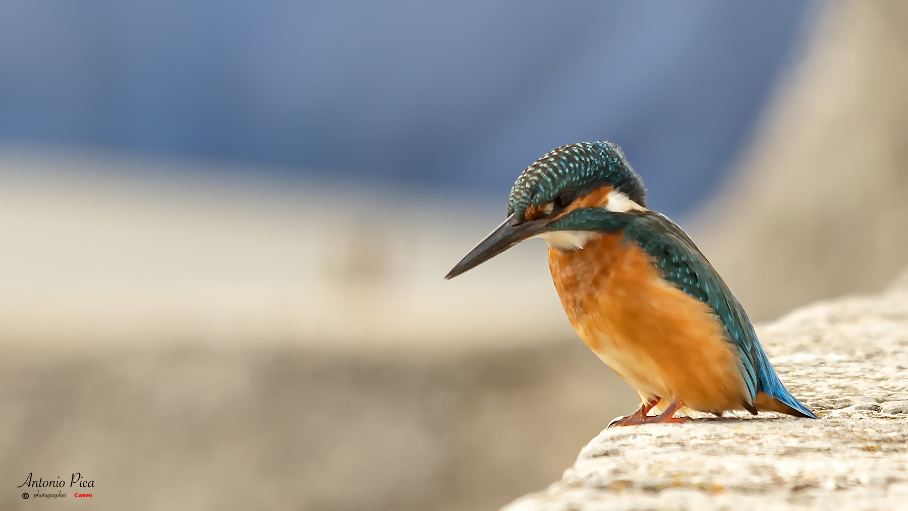 Martin pescatore, l'attesa