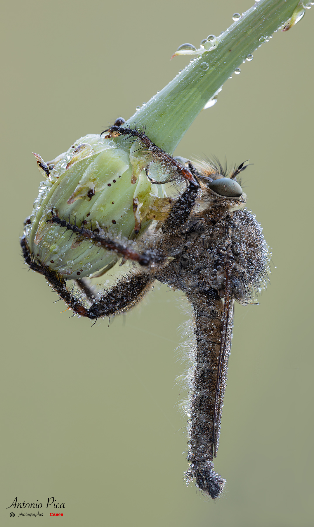 Asilide, avvinta come l'edera