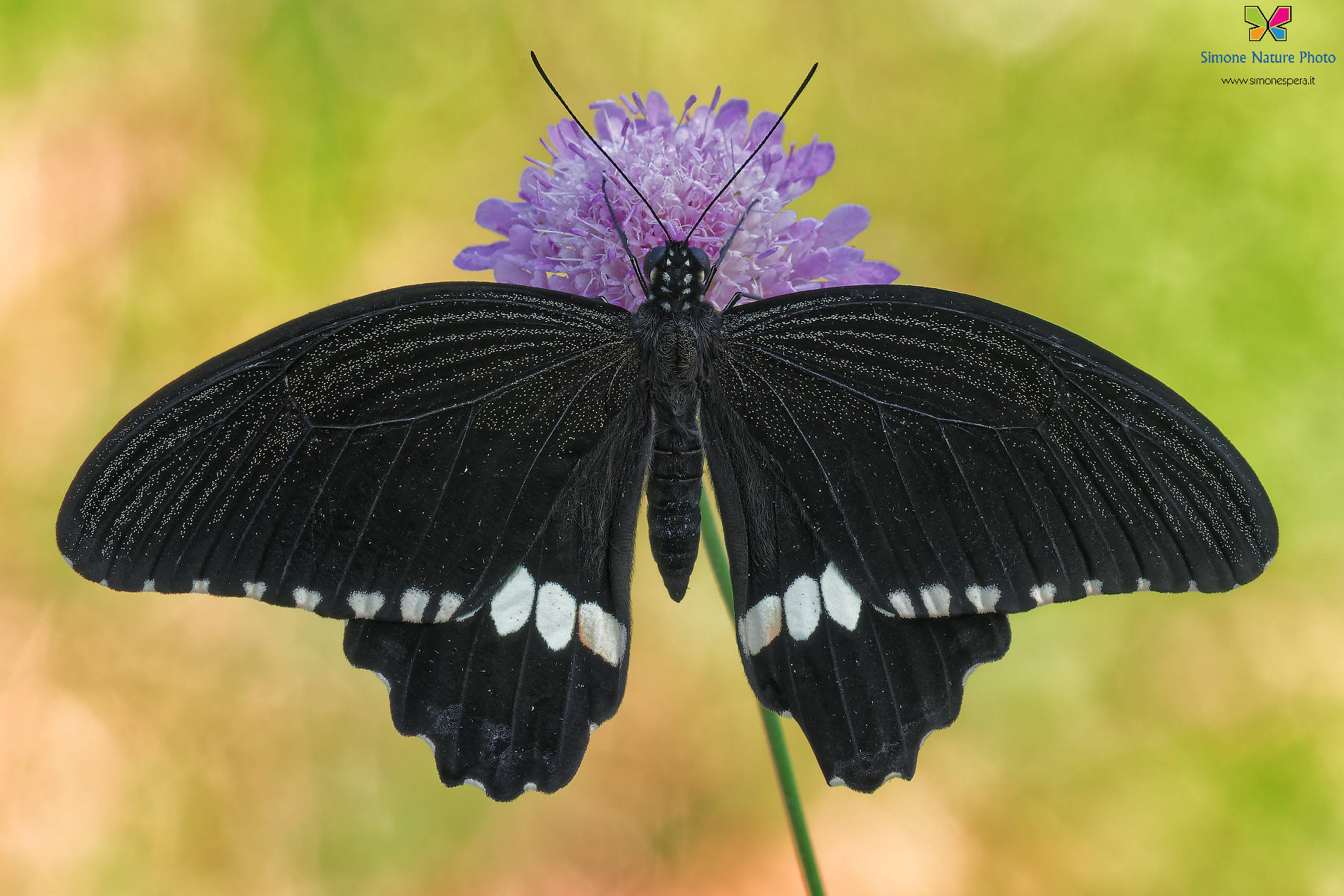Papilio polytes....
