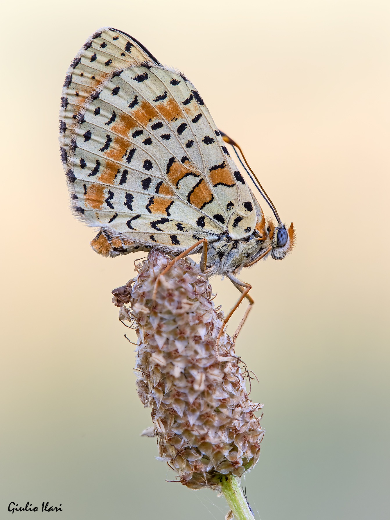 Melitaea didyma