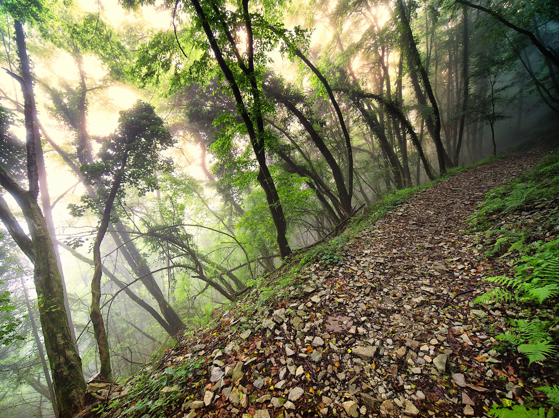 il sentiero nel bosco