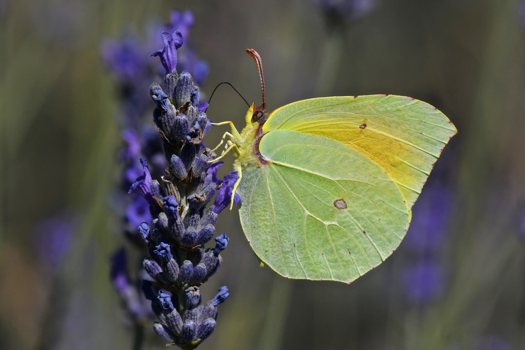 Gonepteryx cleopatra