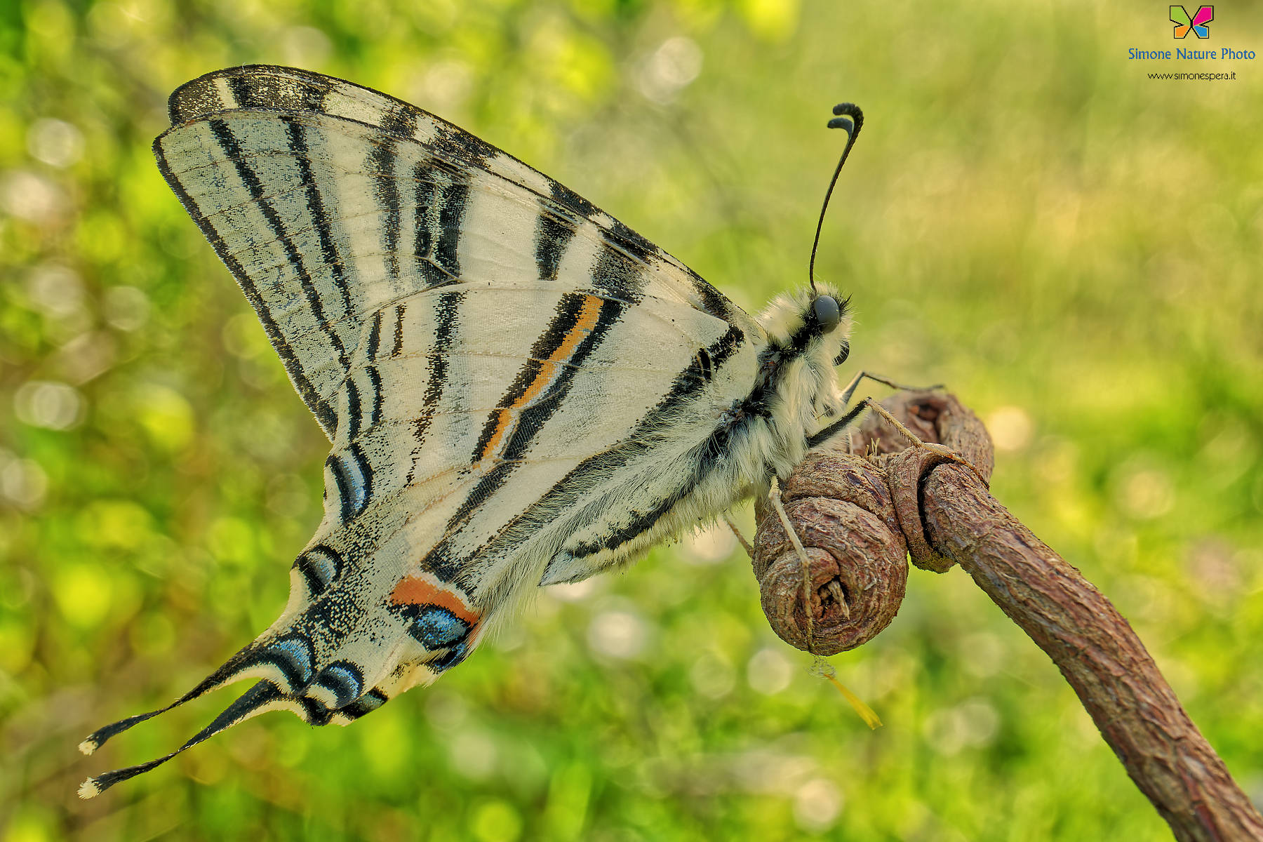 Un Po' dalirio a 28mm..