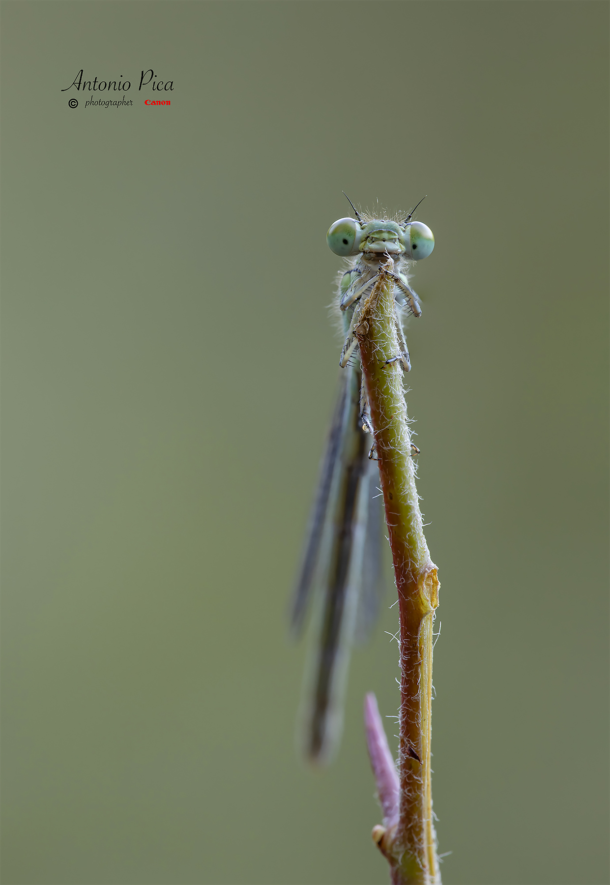 Damigella face to face, con l'obiettivo.
