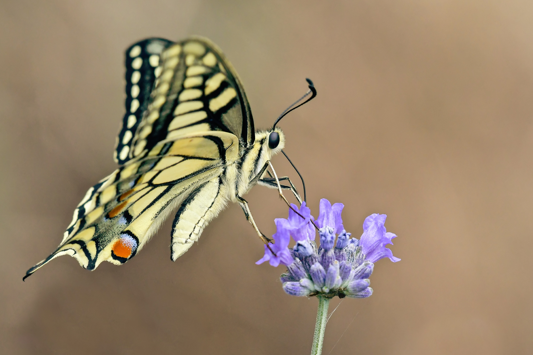 Macaone in alimentazione