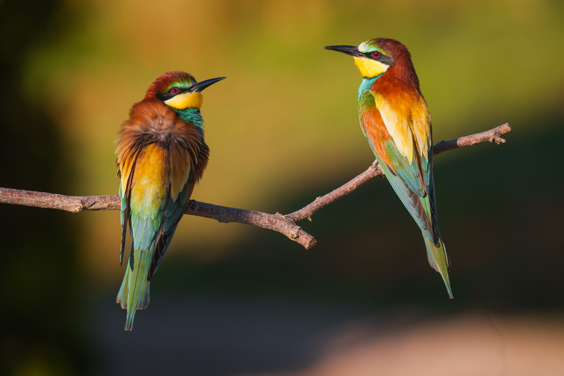 gruccioni, la coppia