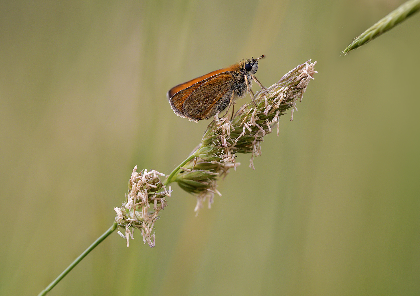 Thymelicus Lineola (della famiglia Hesperiidae)
