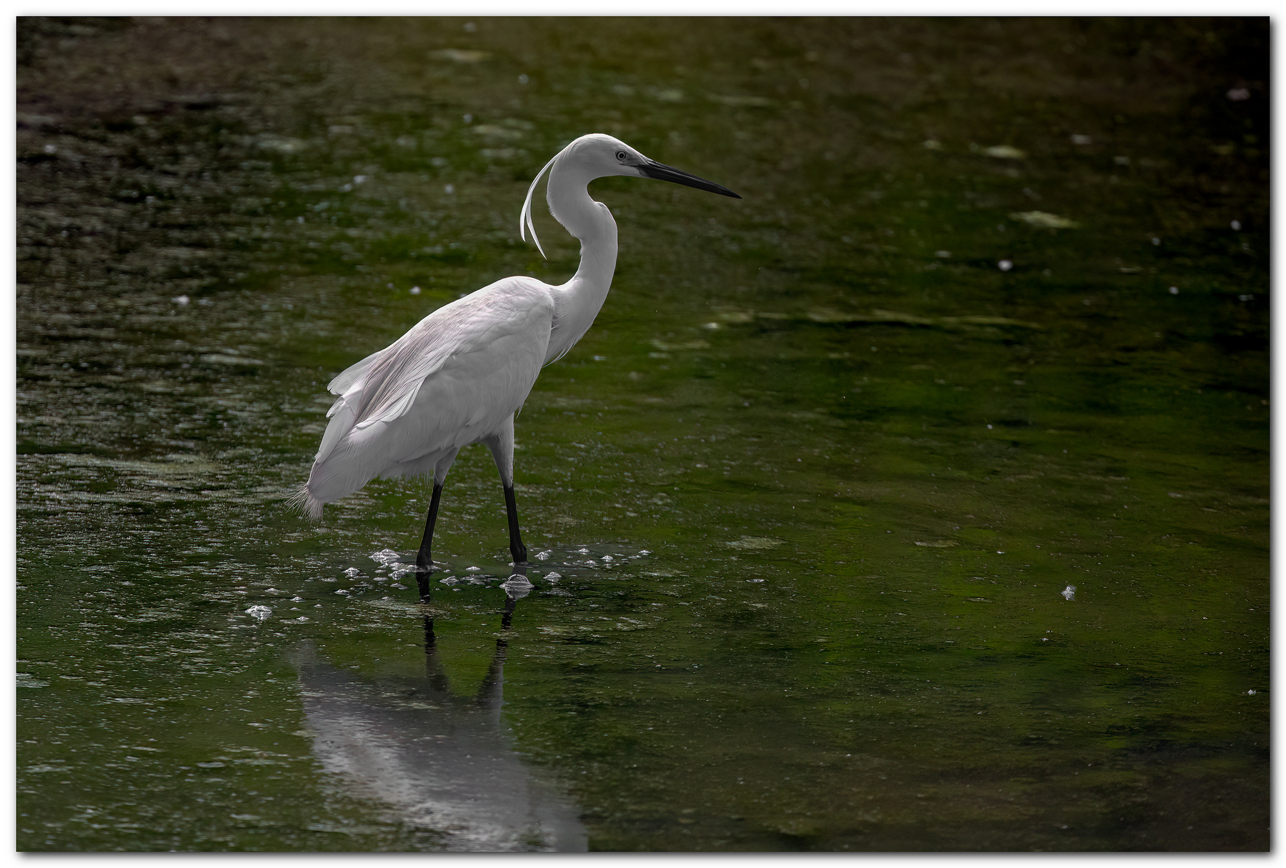 Garzetta in controlluce