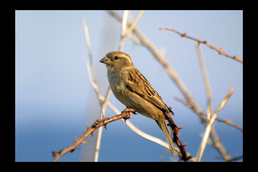 ...passerotto non andare via....