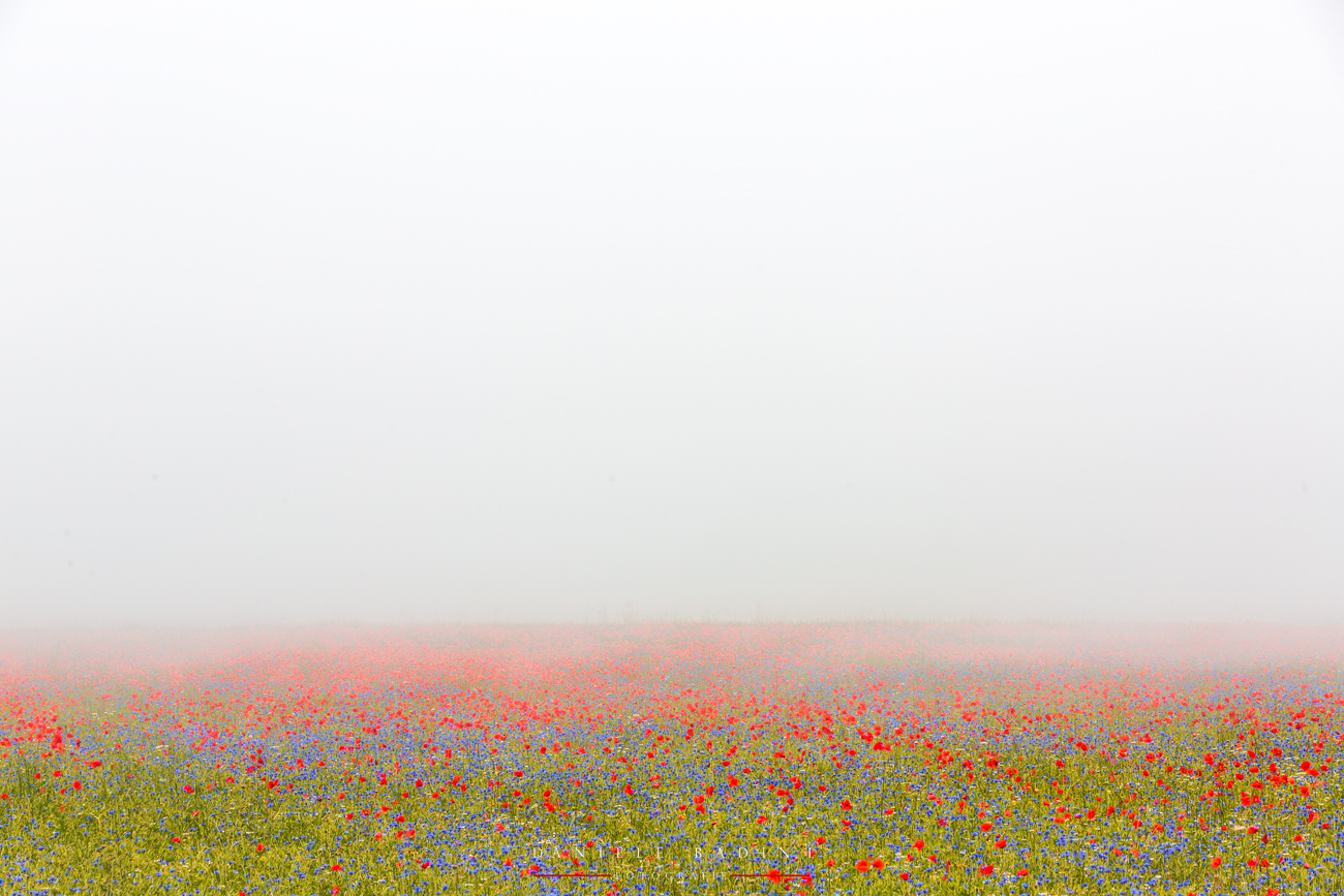 papaveri e nebbia