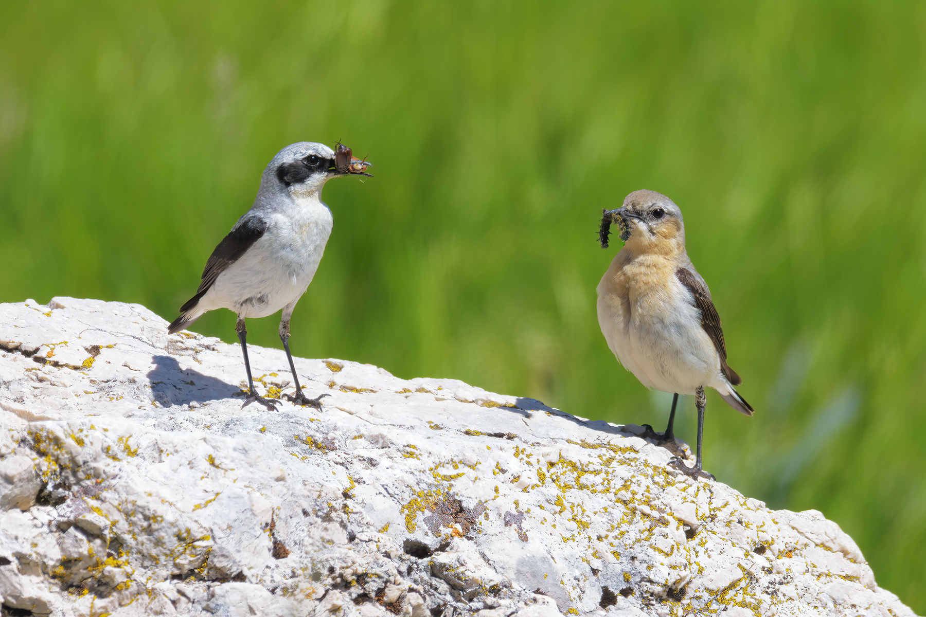 Culbianco: la coppia