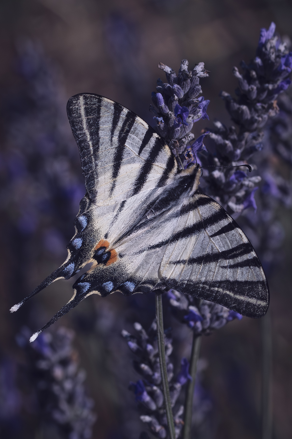 Podalirio_E_lavanda_Lug2024_4