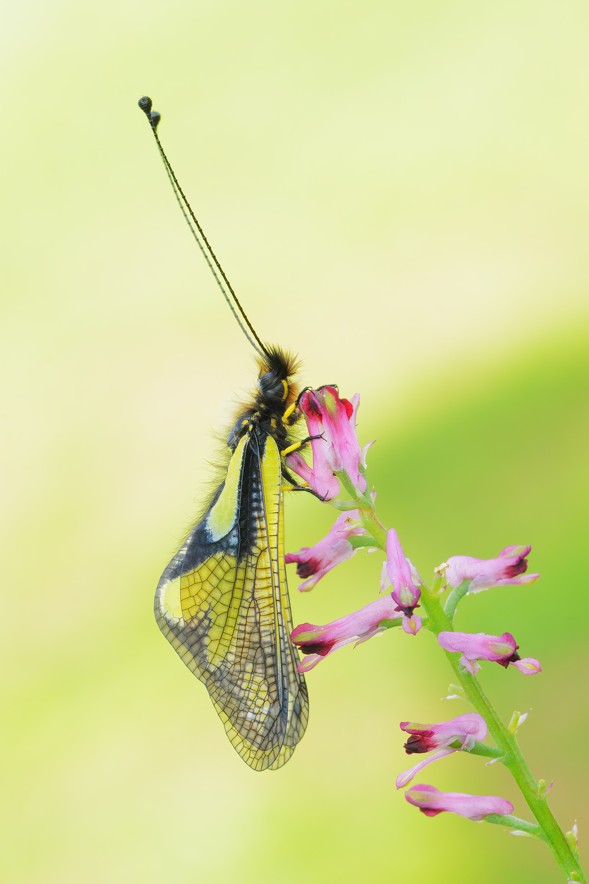 Libelloides coccajus