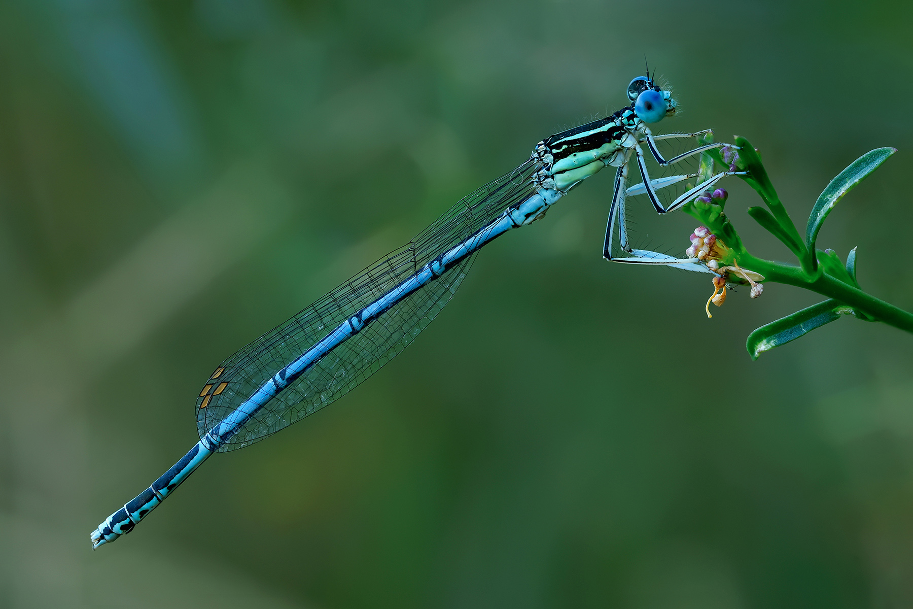 La damigella "interista"