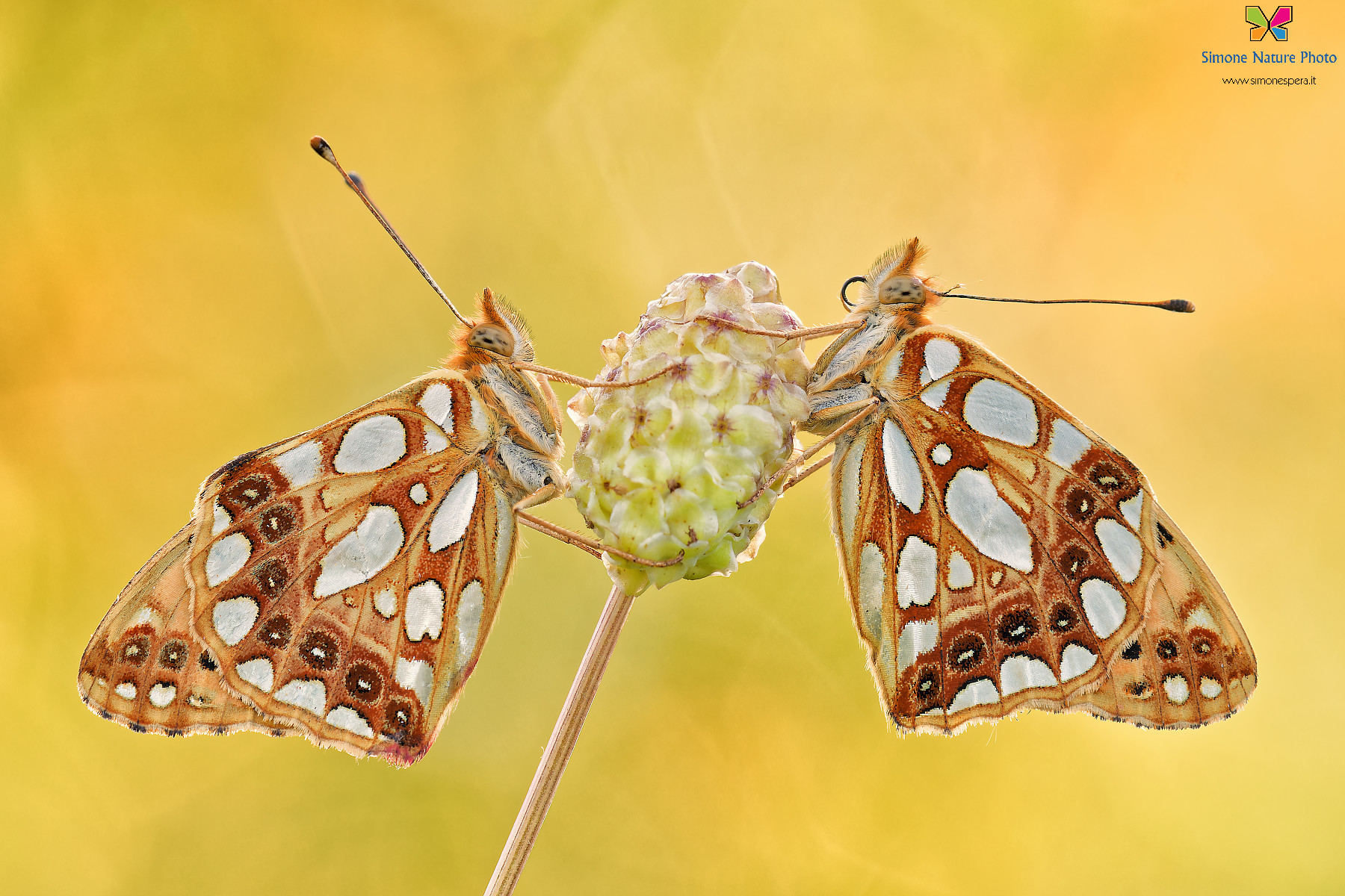 Issoria lathonia �