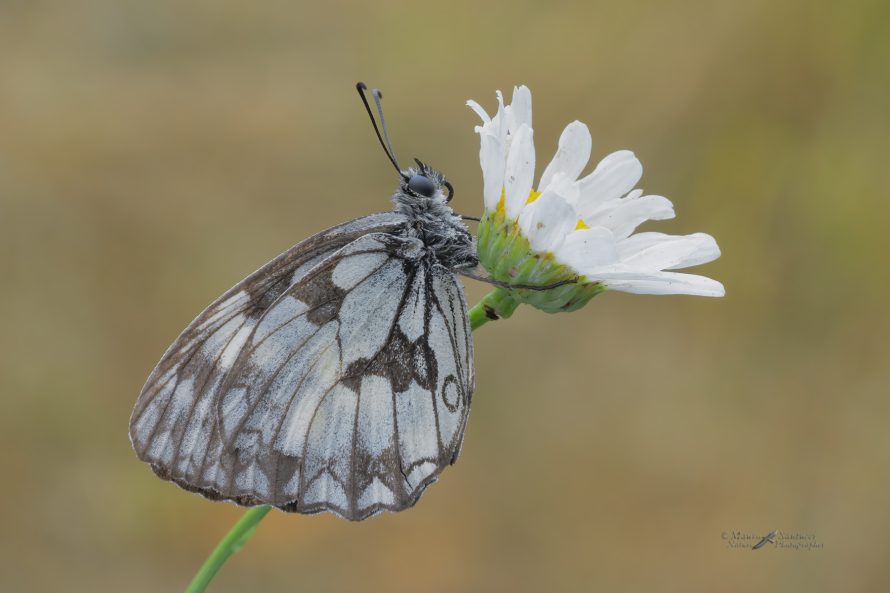 Melanargia-galathea_DSC00510