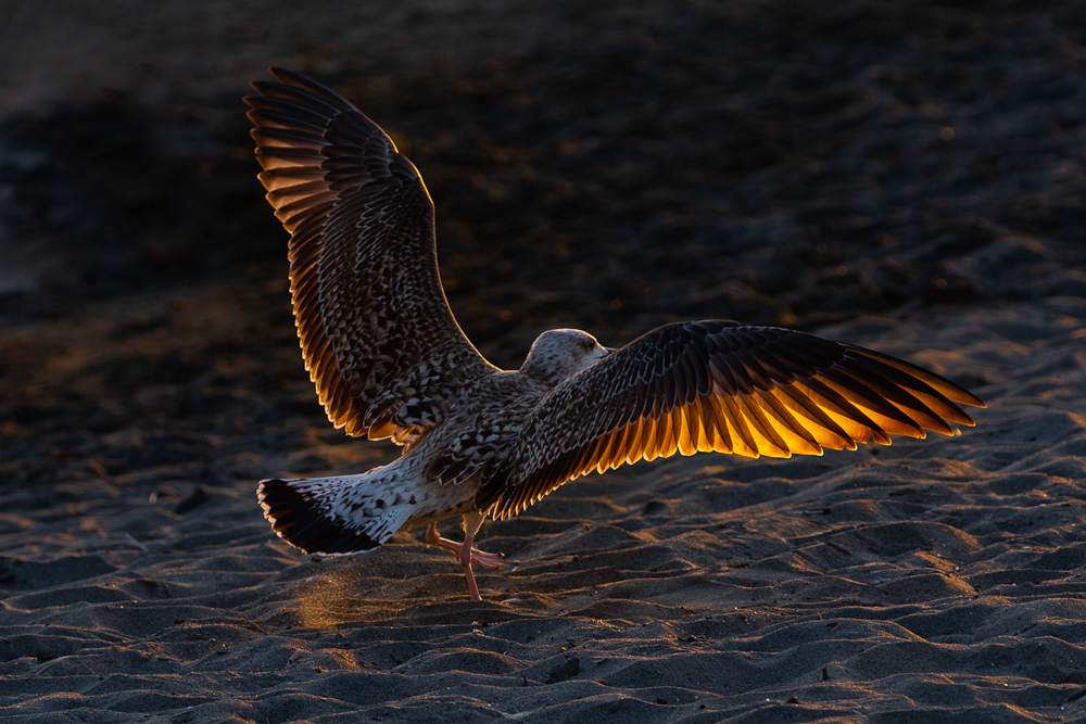 Il colore del tramonto sulle ali